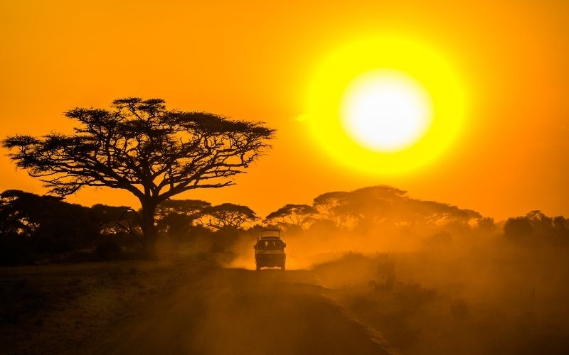 Safari