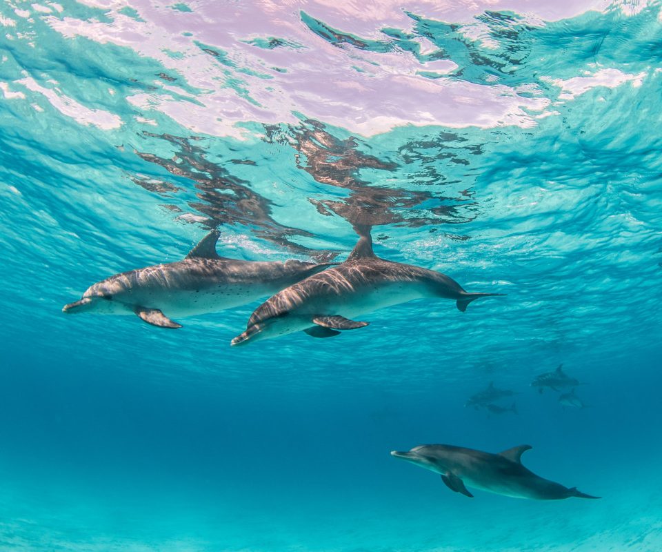 Ocean