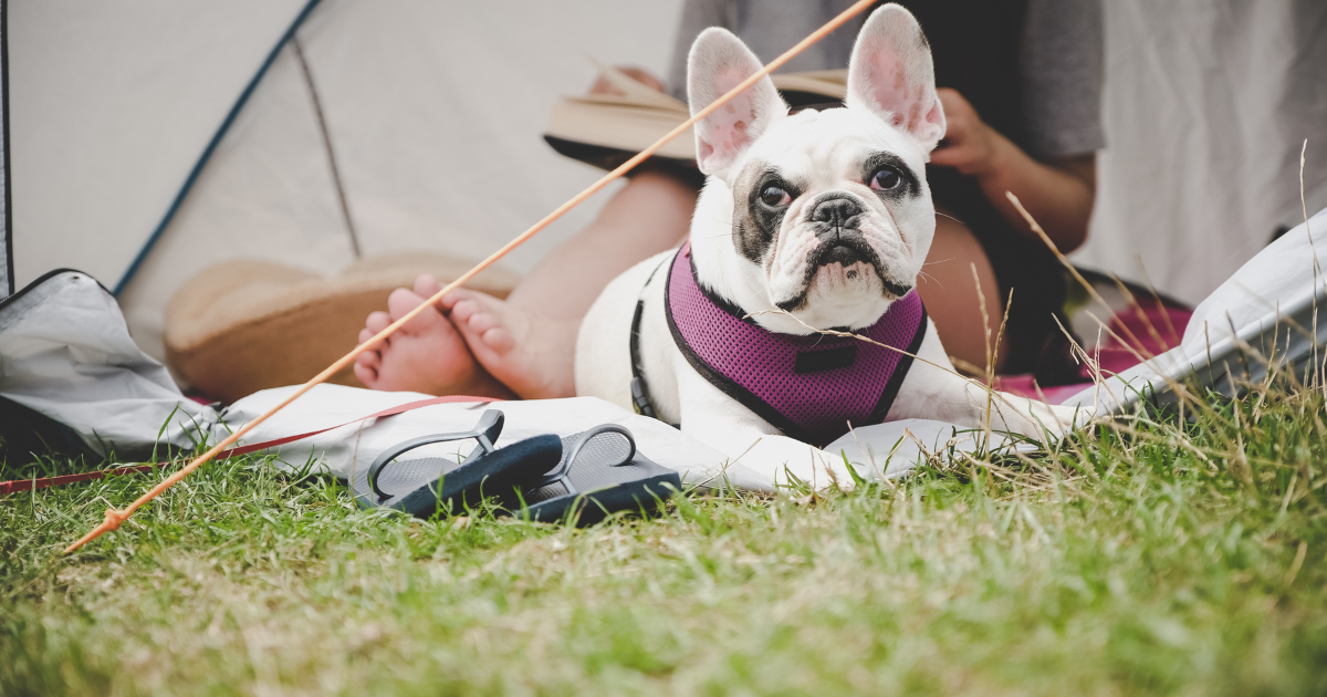 Unleash the Fun: Tips for Camping With Dogs