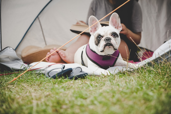 Camping with Dogs